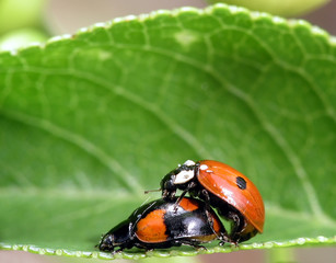 Two Ladybugs