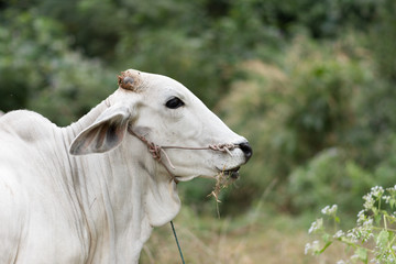 Fototapeta premium portrait cow at outdoor. shallow depth of field.