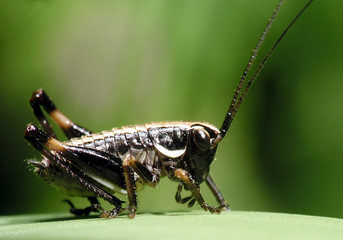 Green Grasshopper