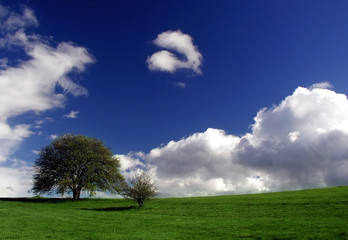 Fototapeta na wymiar Green tree over blue sky