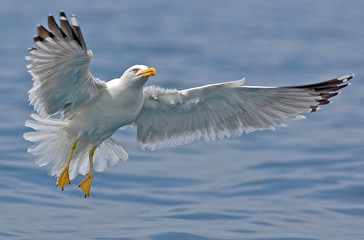 Fototapeta na wymiar Seagull flying