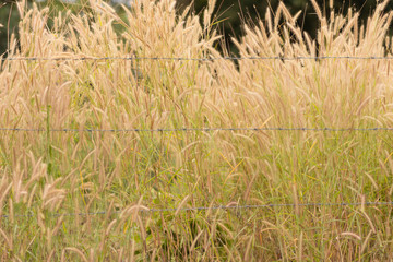 close up background of pampas.