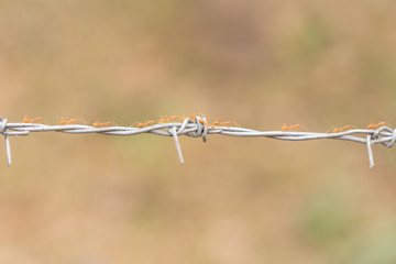 red ants are walking on barbed wire. shallow depth of field, blurry motion .