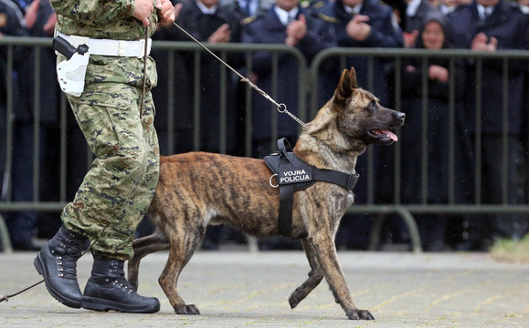 Military police dog