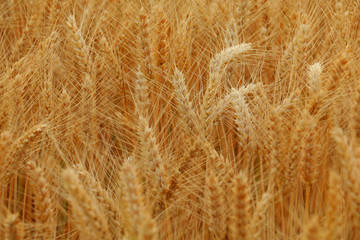 Close up of ripe wheat ears
