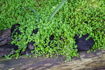 Green grass with wet wood