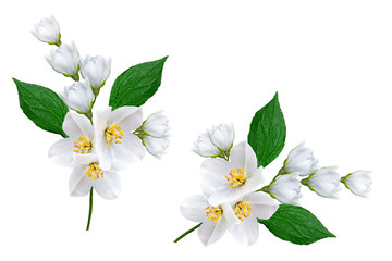 Fototapeta premium branch of jasmine flowers isolated on white background