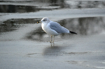 Seagull standing on frozen river
