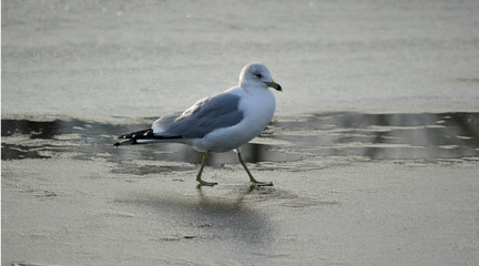 Seagull walking on frozen river