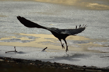 Crow landing on icy river