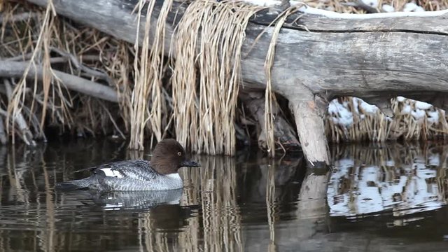 Goldeneye Duck Diving in a Creek 