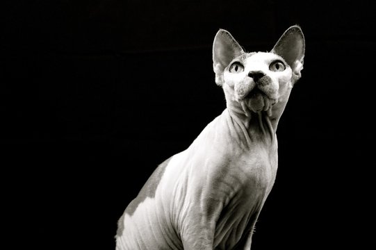 Beyonce.  Sphynx Cat. Focused.  Black and White