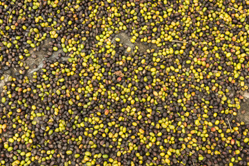 Cafetales en México