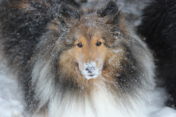 Snow covered puppy face