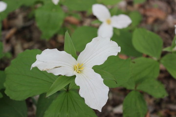 Ontario's flower