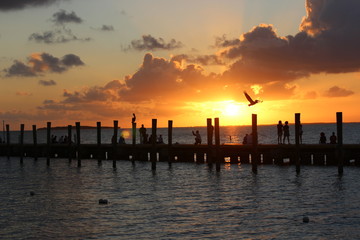 Pelicans in the sunset
