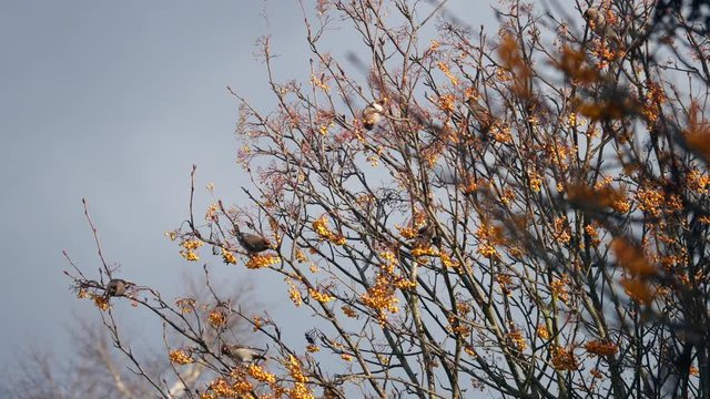 Waxwings Feeding on a Rohan Mountain Ash Tree