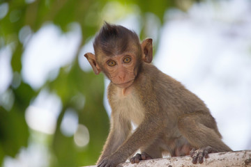可愛いサル