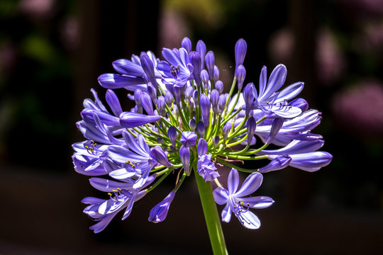 African lily, Agapanthus africanus, flower of the Agapanthaceae