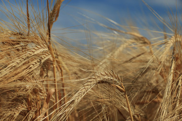 Close up of ripe wheat ears