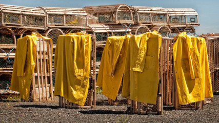 A Meeting of Yellow Oil Slickers Drying in the Sun