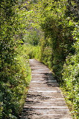 Wooden Boardwalk through the Forest