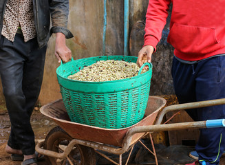 coffee farmers taking the fermented beans to naturally sun dry