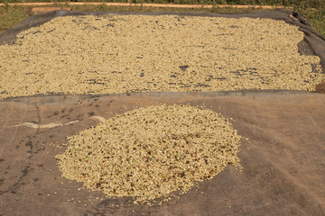 drying parchment-covered beans