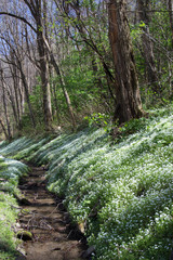 Mountain Trail with Wildflowers Hillside