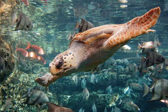 Dive Bombing Turtle