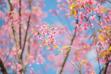 Wild Himalayan Cherry with blue sky and cloud background