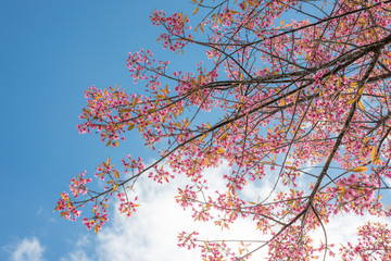 Wild Himalayan Cherry with blue sky and cloud background