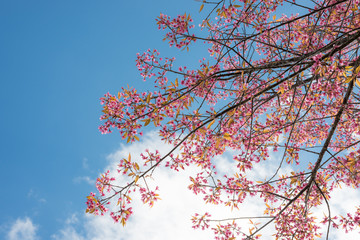 Wild Himalayan Cherry with blue sky and cloud background