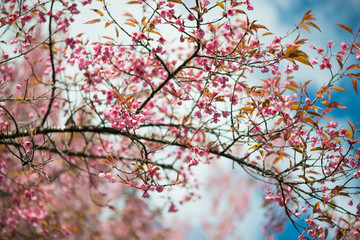 Wild Himalayan Cherry with blue sky and cloud background