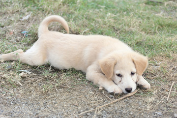Puppy is sleeping outdoors at country field