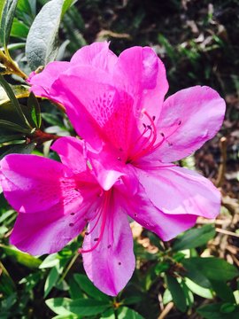 Pink Bunga Raya Flower