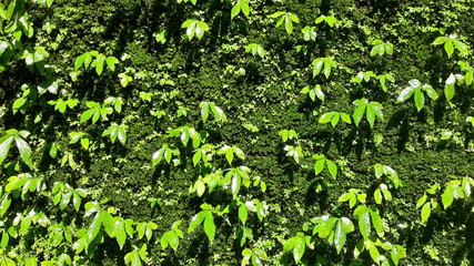 Green plants