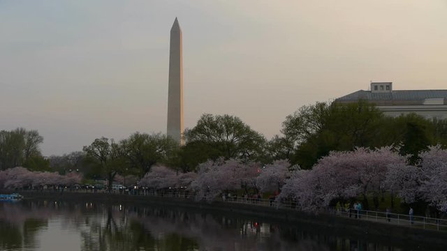 Panoramic view of Washington Monument in Washington DC from across Tidal Basin of Potomac River in cherry blossom spring time