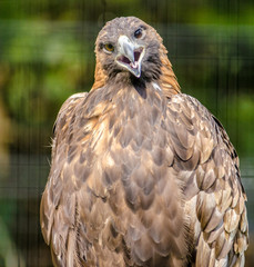 Golden Eagle