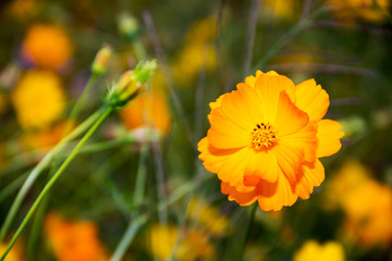 cosmos flowers