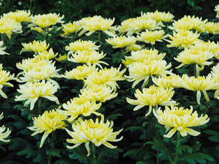 Chrysanthemum flowers in a greenhouse