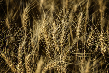 Fototapeta premium Wheat Heads