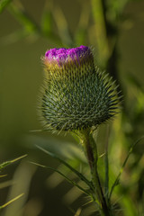 The Thistle