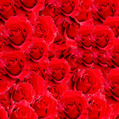 Red rose background and texture