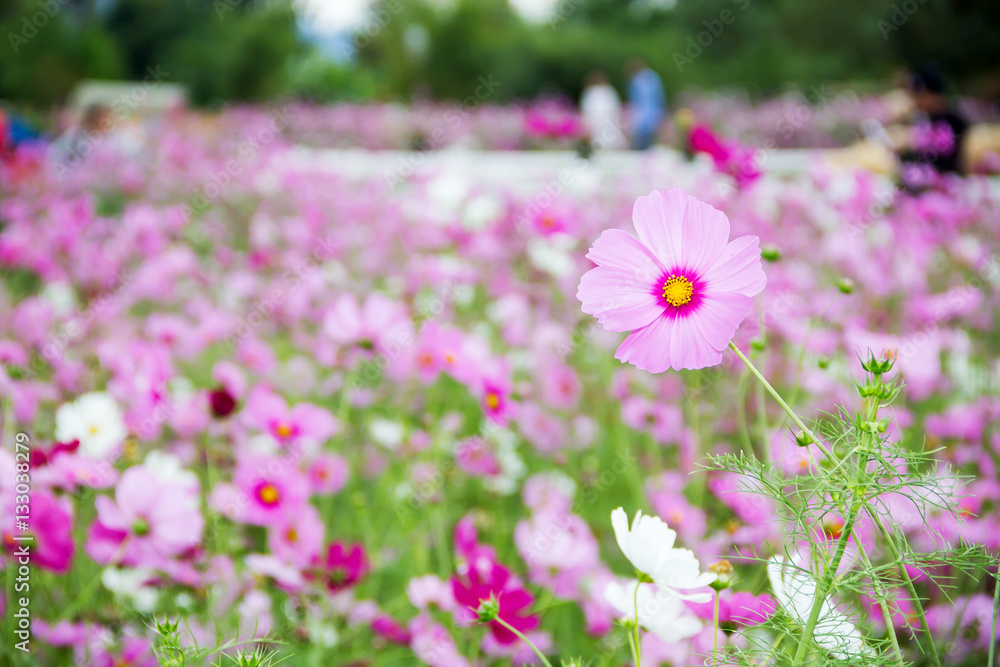 Wall mural cosmos flowers