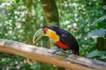 The colorful green-billed toucan sitting on the wood in one of the worlds largest and most impressive waterfalls of Iguacu National Park in Foz de Iguacu at Parana State, Brazil