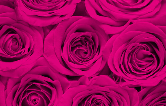 Macro View of a Rose
