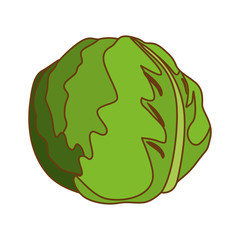 cabbage or lettuce vegetable icon image vector illustration design 