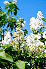 Lilac white with leaves