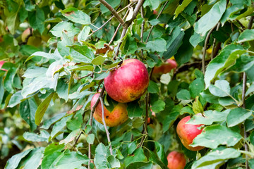 Apple orchard. Rows of trees and the fruit of the ground under the trees